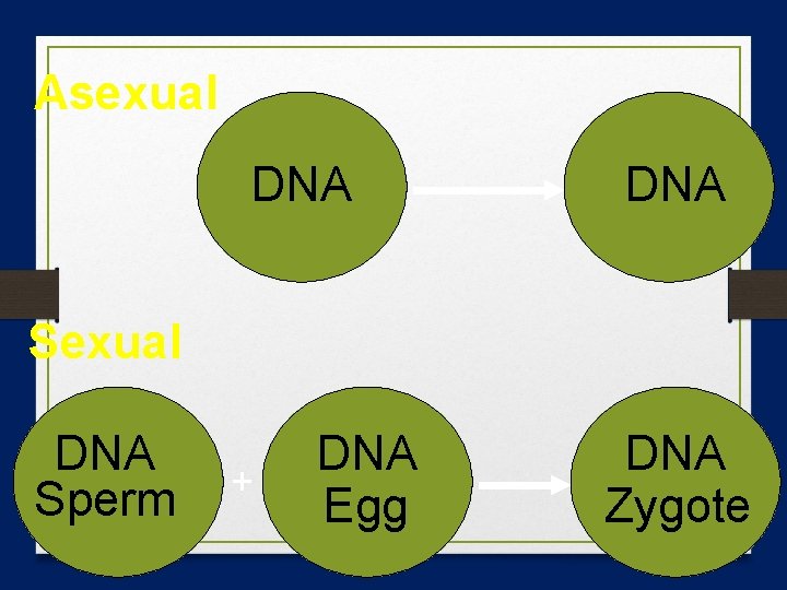 Asexual DNA Sexual DNA Sperm + DNA Egg DNA Zygote 