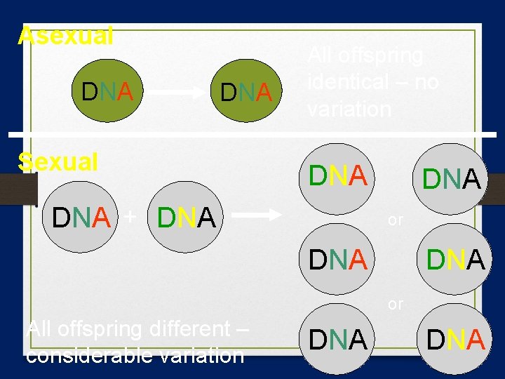Asexual DNA Sexual All offspring identical – no variation DNA + DNA DNA or