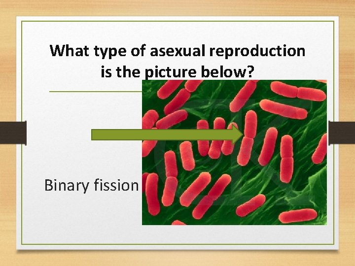 What type of asexual reproduction is the picture below? Binary fission 