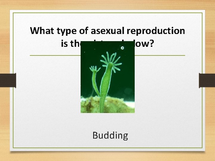 What type of asexual reproduction is the picture below? Budding 