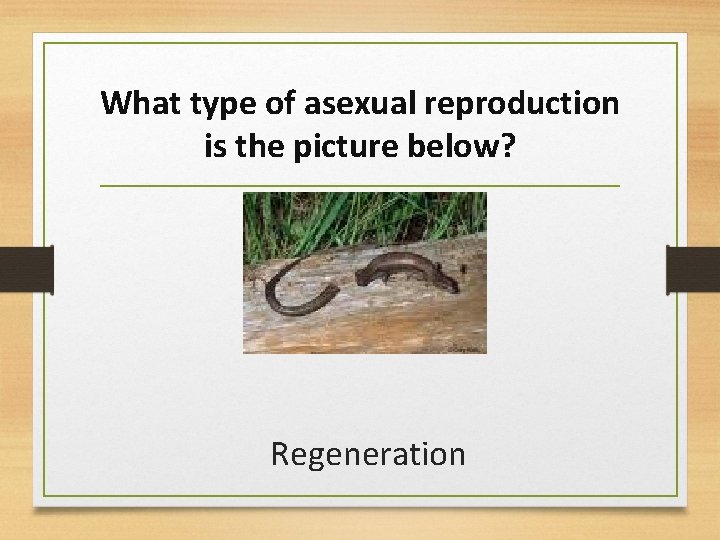 What type of asexual reproduction is the picture below? Regeneration 