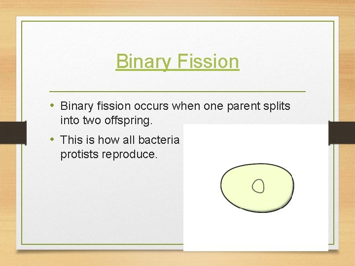 Binary Fission • Binary fission occurs when one parent splits into two offspring. •
