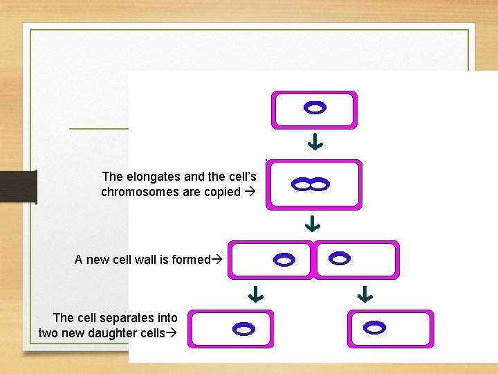 Binary Fission The elongates and the cell’s chromosomes are copied A new cell wall