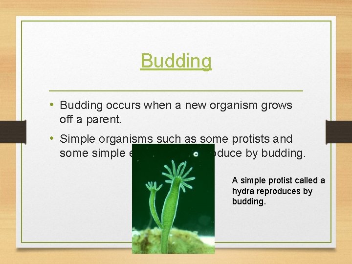 Budding • Budding occurs when a new organism grows off a parent. • Simple