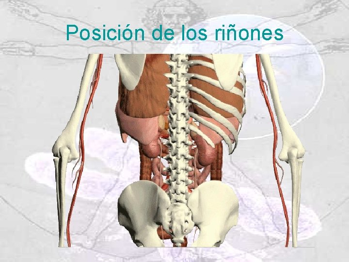 Posición de los riñones 