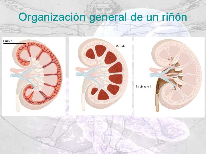 Organización general de un riñón 