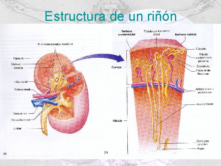 Estructura de un riñón 