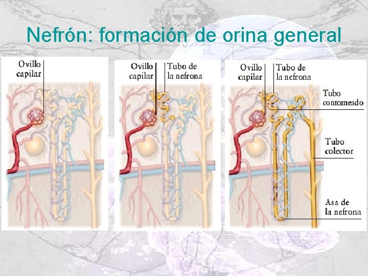 Nefrón: formación de orina general 