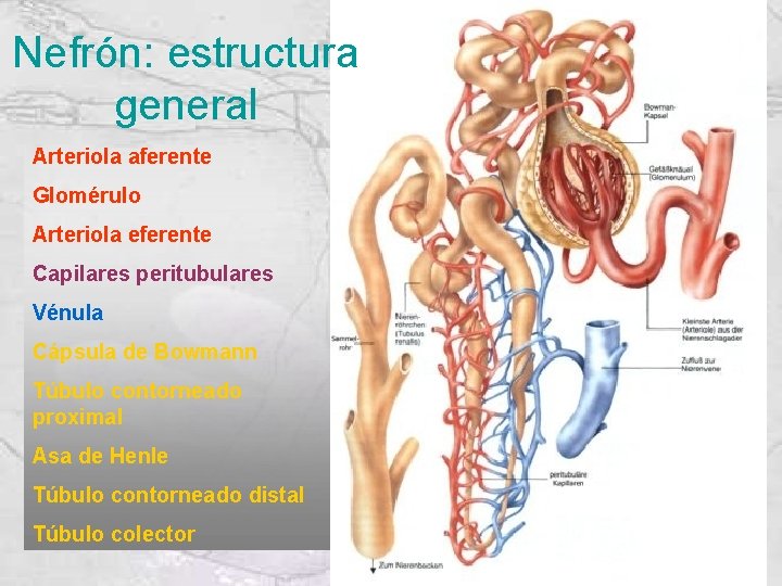 Nefrón: estructura general Arteriola aferente Glomérulo Arteriola eferente Capilares peritubulares Vénula Cápsula de Bowmann