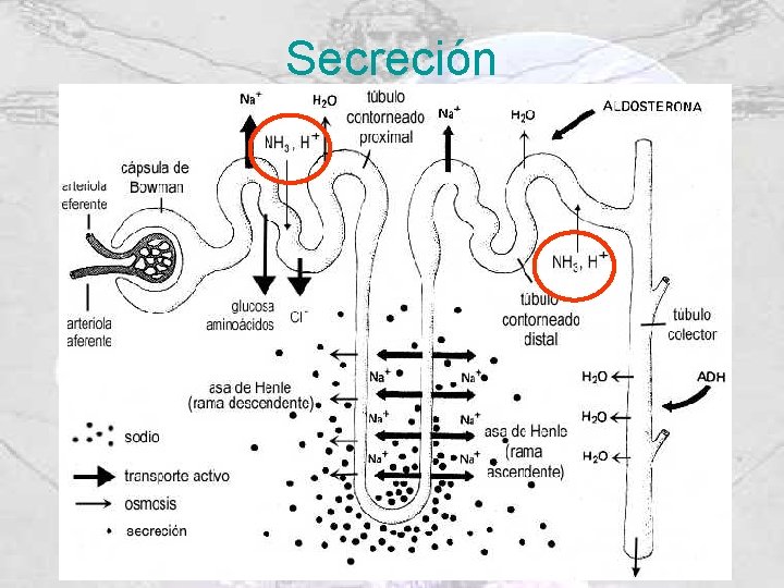 Secreción 