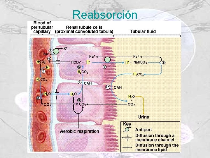 Reabsorción 