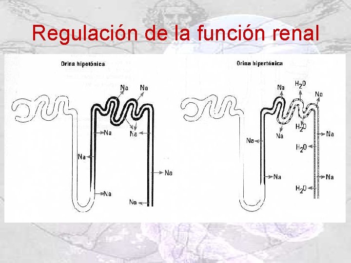 Regulación de la función renal 