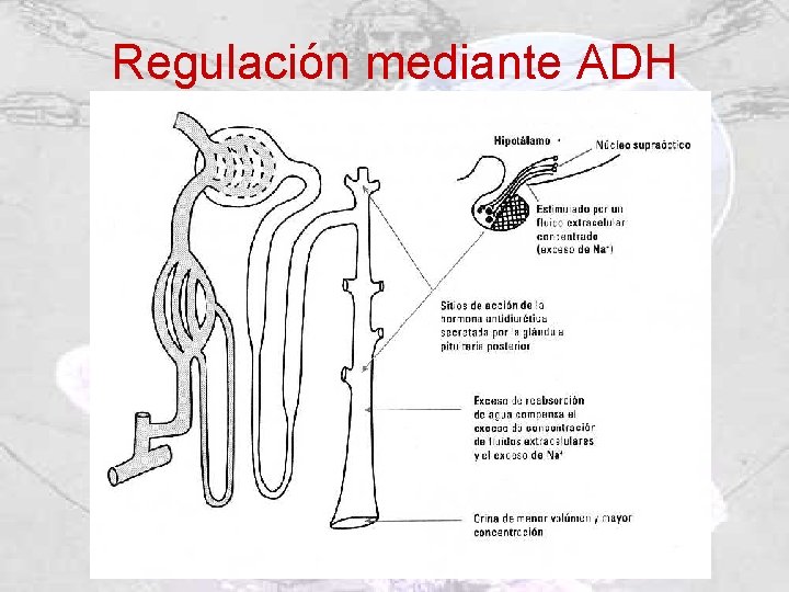 Regulación mediante ADH 