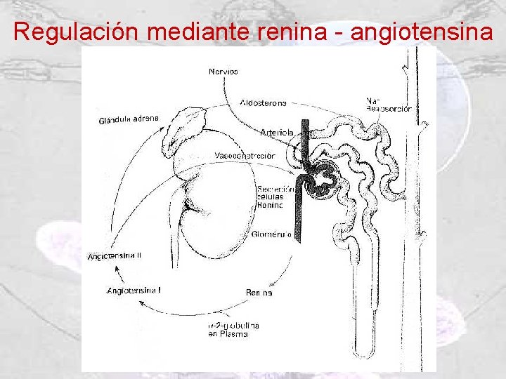 Regulación mediante renina - angiotensina 