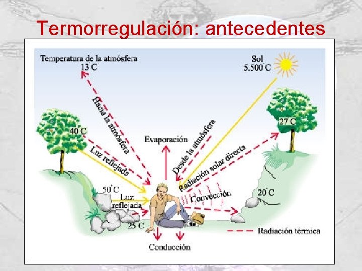 Termorregulación: antecedentes 