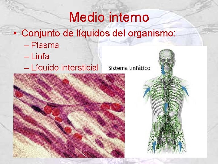 Medio interno • Conjunto de líquidos del organismo: – Plasma – Linfa – Líquido