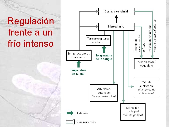 Regulación frente a un frío intenso 