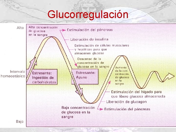 Glucorregulación 