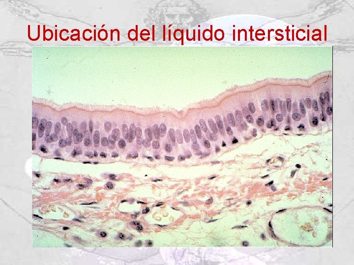 Ubicación del líquido intersticial 