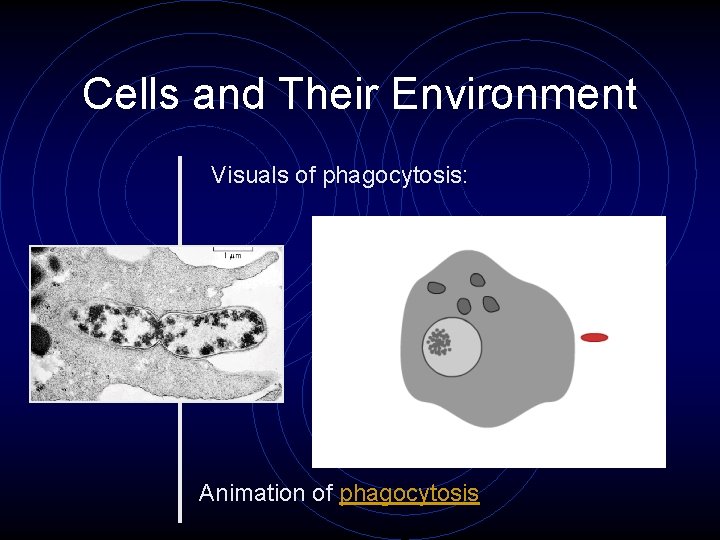 Cells and Their Environment Visuals of phagocytosis: Animation of phagocytosis Cells and Their Environment Visuals of phagocytosis: Animation of phagocytosis