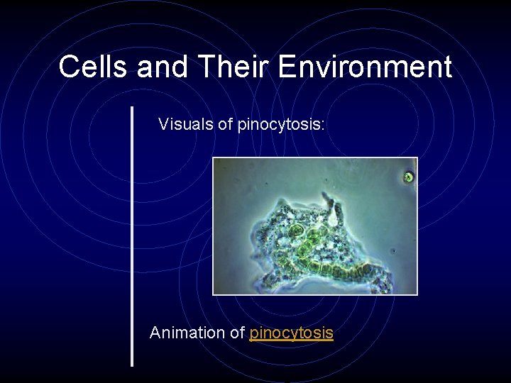 Cells and Their Environment Visuals of pinocytosis: Animation of pinocytosis Cells and Their Environment Visuals of pinocytosis: Animation of pinocytosis
