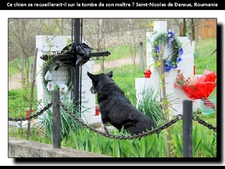 Ce chien se recueillerait-il sur la tombe de son maître ? Saint-Nicolas de Densus,