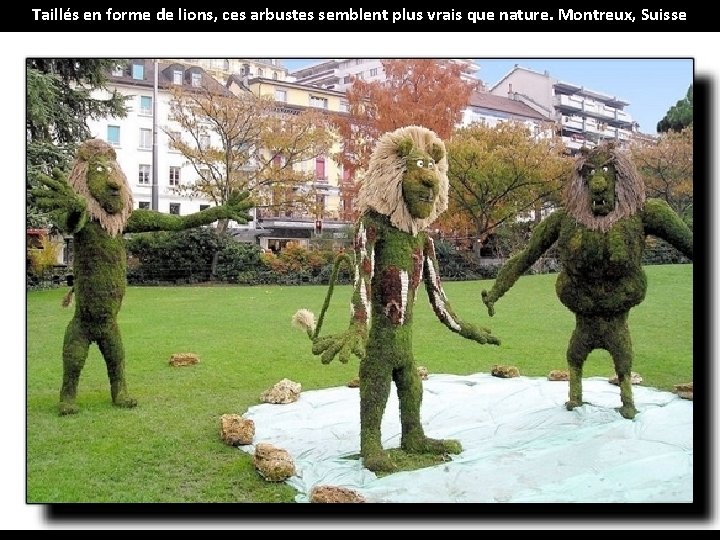 Taillés en forme de lions, ces arbustes semblent plus vrais que nature. Montreux, Suisse