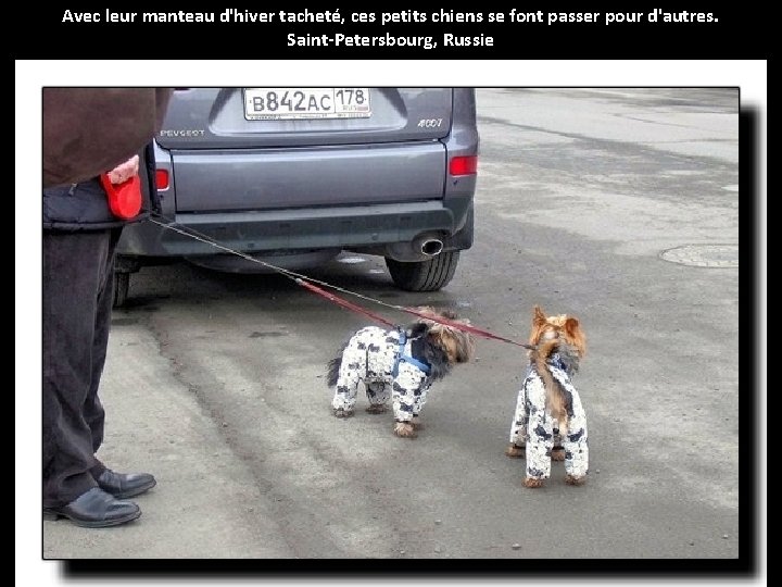 Avec leur manteau d'hiver tacheté, ces petits chiens se font passer pour d'autres. Saint-Petersbourg,