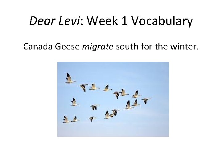 Dear Levi: Week 1 Vocabulary Canada Geese migrate south for the winter. 