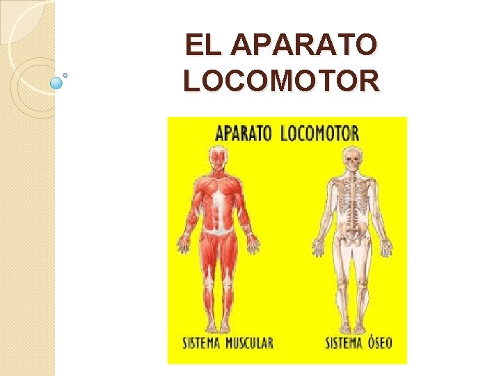 EL APARATO LOCOMOTOR 