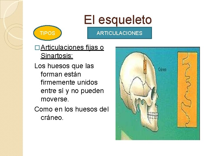 El esqueleto TIPOS � Articulaciones ARTICULACIONES fijas o Sinartosis: Los huesos que las forman
