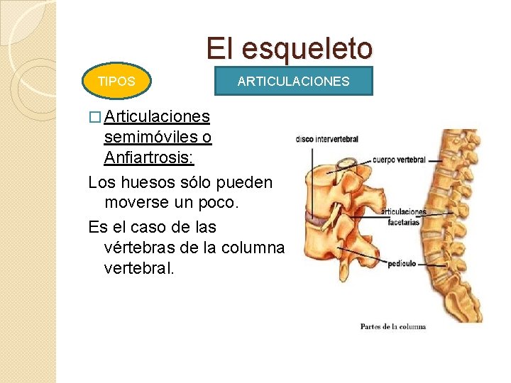 El esqueleto TIPOS ARTICULACIONES � Articulaciones semimóviles o Anfiartrosis: Los huesos sólo pueden moverse