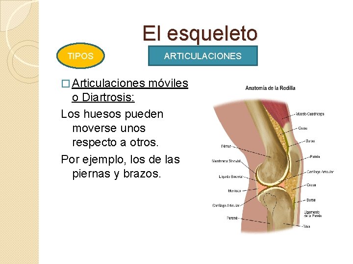 El esqueleto TIPOS � Articulaciones ARTICULACIONES móviles o Diartrosis: Los huesos pueden moverse unos