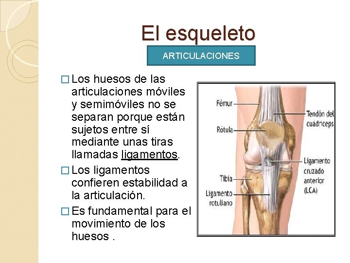 El esqueleto ARTICULACIONES � Los huesos de las articulaciones móviles y semimóviles no se