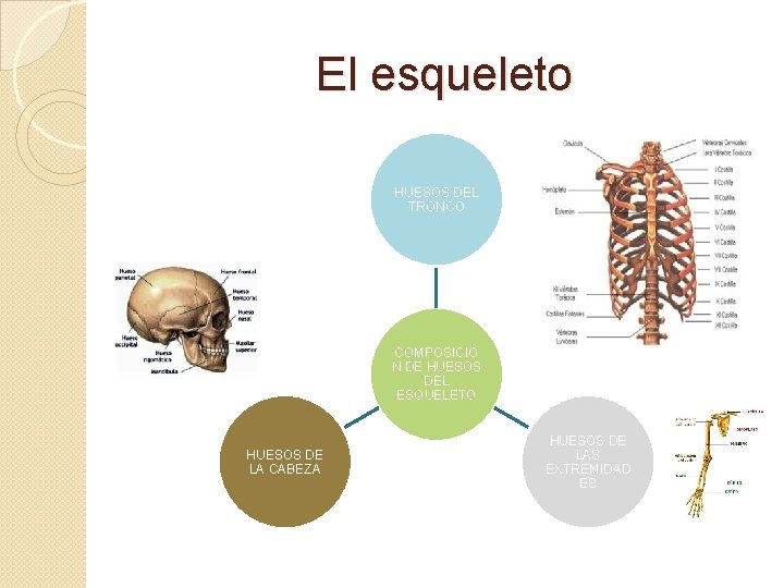 El esqueleto HUESOS DEL TRONCO COMPOSICIÓ N DE HUESOS DEL ESQUELETO HUESOS DE LA