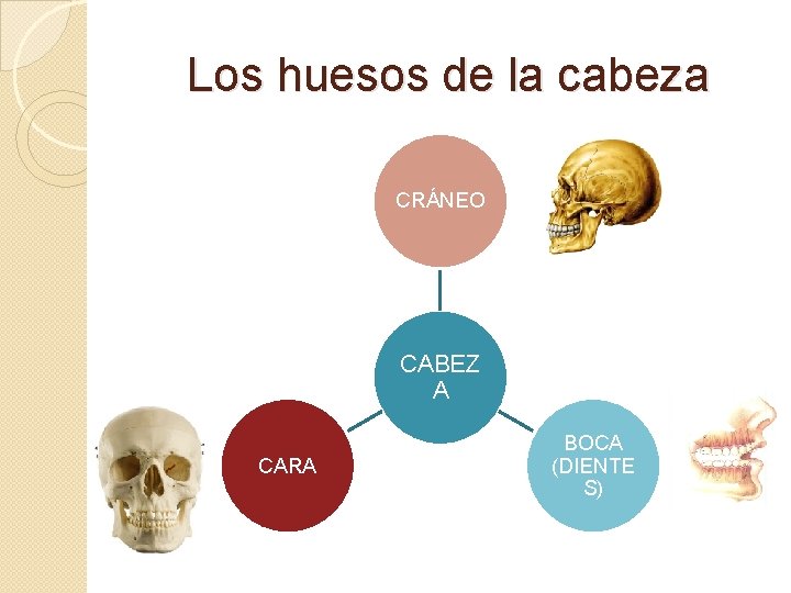 Los huesos de la cabeza CRÁNEO CABEZ A CARA BOCA (DIENTE S) 
