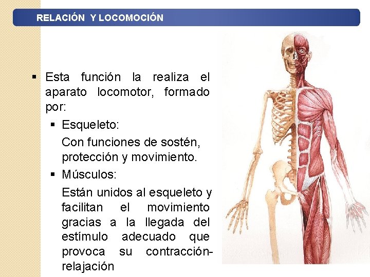 RELACIÓN Y LOCOMOCIÓN § Esta función la realiza el aparato locomotor, formado por: §