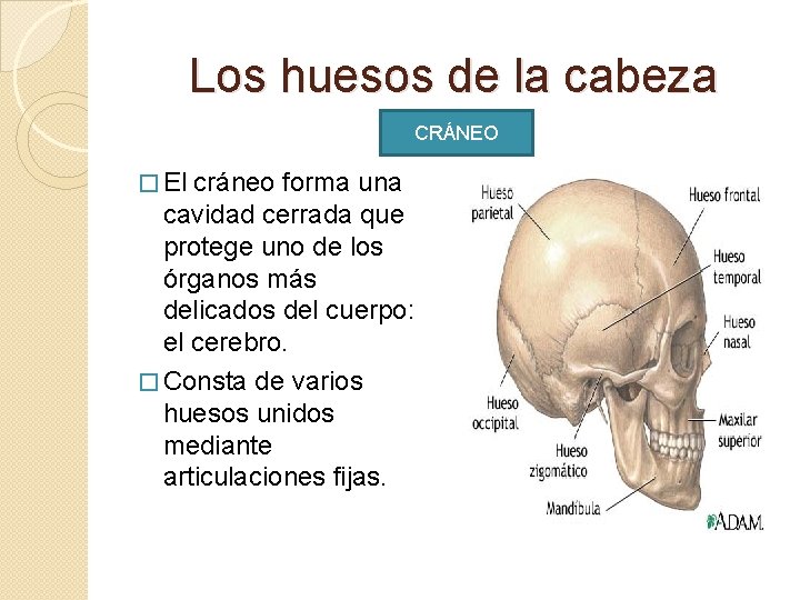 Los huesos de la cabeza CRÁNEO � El cráneo forma una cavidad cerrada que