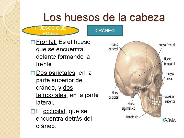 Los huesos de la cabeza HUESOS QUE POSEE � Frontal: CRÁNEO Es el hueso