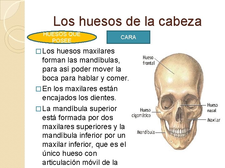 Los huesos de la cabeza HUESOS QUE POSEE � Los CARA huesos maxilares forman