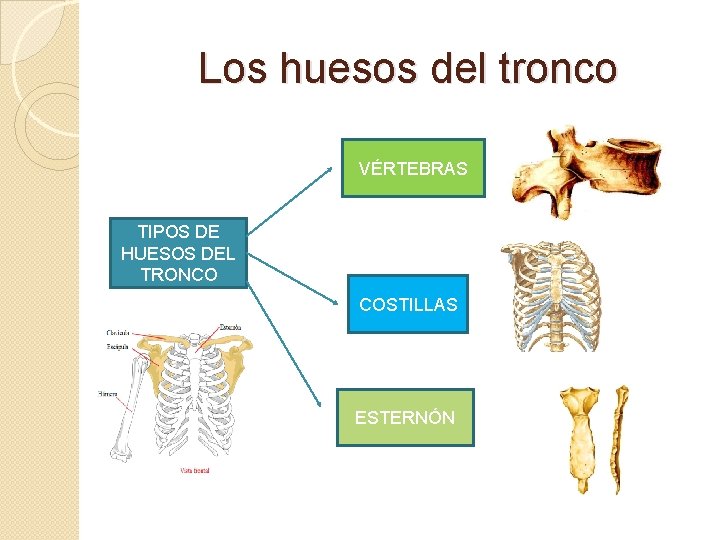 Los huesos del tronco VÉRTEBRAS TIPOS DE HUESOS DEL TRONCO COSTILLAS ESTERNÓN 