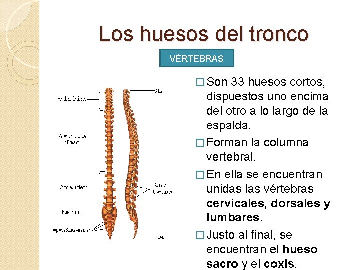 Los huesos del tronco VÉRTEBRAS � Son 33 huesos cortos, dispuestos uno encima del