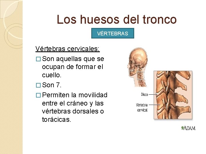 Los huesos del tronco VÉRTEBRAS Vértebras cervicales: � Son aquellas que se ocupan de