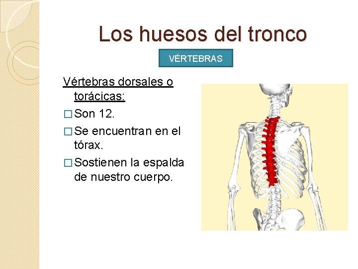 Los huesos del tronco VÉRTEBRAS Vértebras dorsales o torácicas: � Son 12. � Se