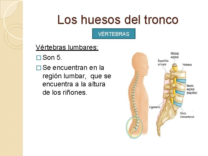 Los huesos del tronco VÉRTEBRAS Vértebras lumbares: � Son 5. � Se encuentran en