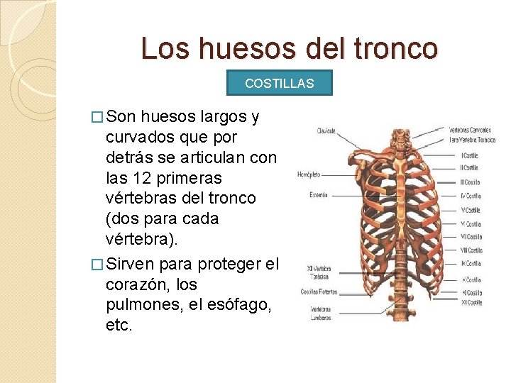 Los huesos del tronco COSTILLAS � Son huesos largos y curvados que por detrás