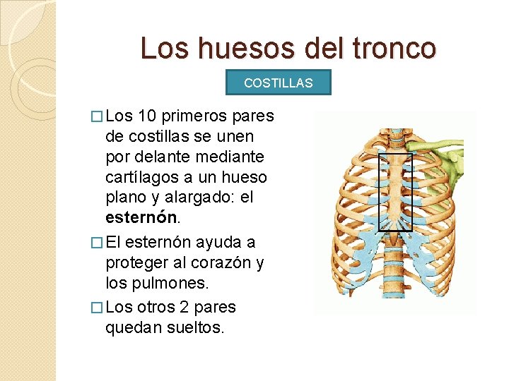 Los huesos del tronco COSTILLAS � Los 10 primeros pares de costillas se unen