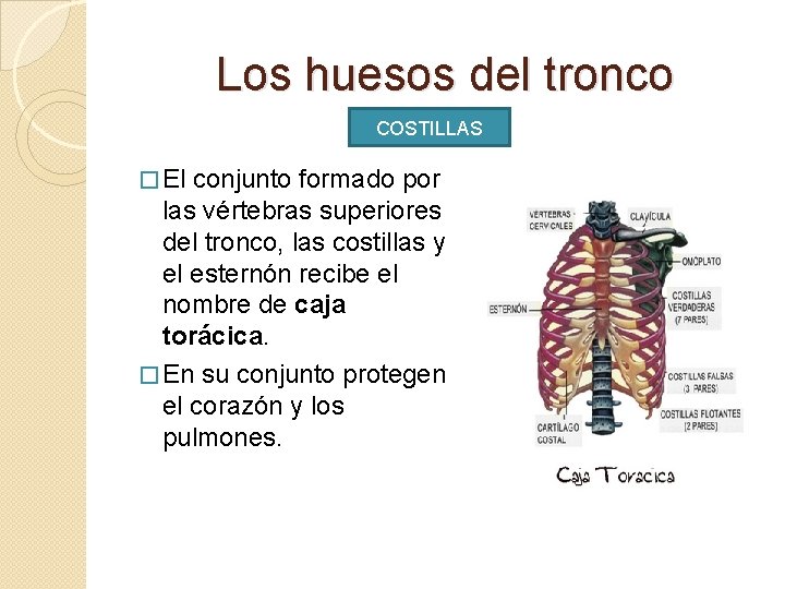Los huesos del tronco COSTILLAS � El conjunto formado por las vértebras superiores del