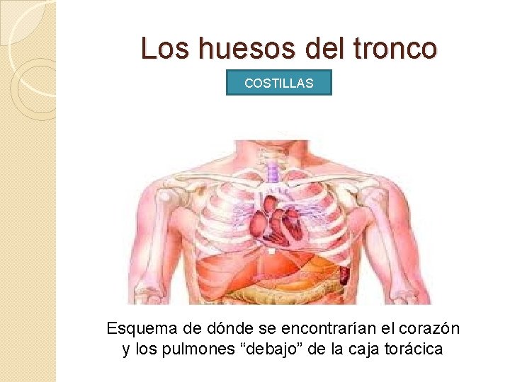 Los huesos del tronco COSTILLAS Esquema de dónde se encontrarían el corazón y los