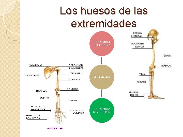Los huesos de las extremidades EXTREMIDA D INFERIOR EXTREMIDADES EXTREMIDA D SUPERIOR 